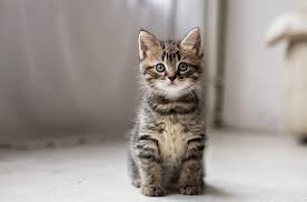 Cat photograph 1