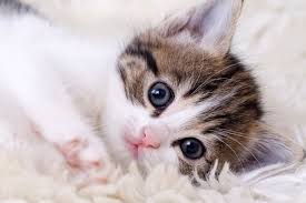 Cat photograph 2
