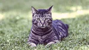 Cat photograph 3