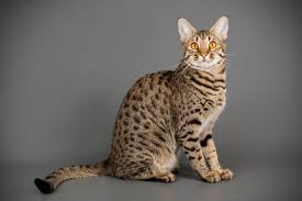 Cat photograph 4