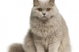 Cat photograph 5