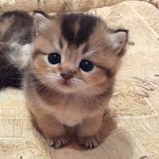 Cat photograph 6
