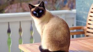Cat photograph 7