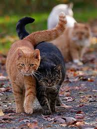 Cat photograph 8